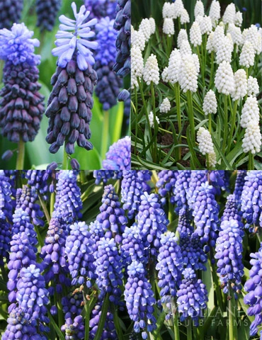 Menu Must Have Muscari Collection 3 Menu Must Have Muscari Collection