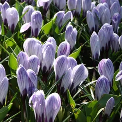 Menu The Everything Spring Garden Collection -US Garden Plants Sales 2024 83142