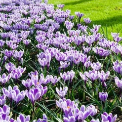 Menu The Everything Spring Garden Collection -US Garden Plants Sales 2024 83142 king of the striped crocus 2