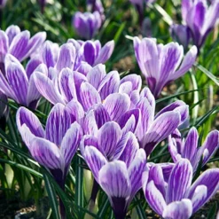 Menu The Everything Spring Garden Collection -US Garden Plants Sales 2024 83142 king of the striped crocus