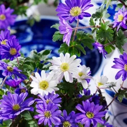 Menu Small Wonders Garden Collection -US Garden Plants Sales 2024 83143 grecian windflower