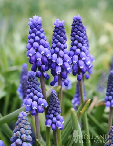 Menu Red, White And Blue Collection 7 Menu Red, White And Blue Collection - Image 5