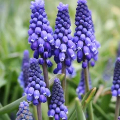 Menu Don't Go Breaking My Heart Duo -US Garden Plants Sales 2024 83144 blue grape hyacinth 2 3