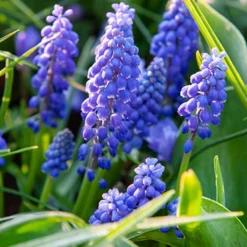 Menu Don't Go Breaking My Heart Duo -US Garden Plants Sales 2024 83144 blue grape hyacinth 4