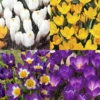 Menu Classic Crocus Collection 2 Menu Classic Crocus Collection -US Garden Plants Sales 2024 83155 classic crocus collection