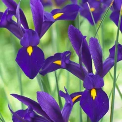 Menu Complete Spring Flower Bulb Garden -US Garden Plants Sales 2024 83802 blue dutch iris
