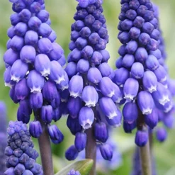 Menu Complete Spring Flower Bulb Garden -US Garden Plants Sales 2024 83802 blue grape hyacinth