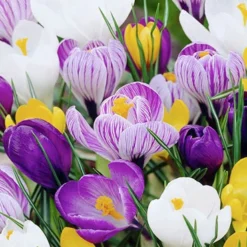 Menu Complete Spring Flower Bulb Garden -US Garden Plants Sales 2024 83802 crocus 2