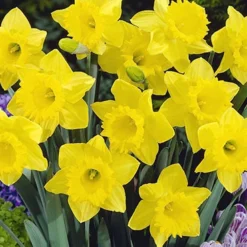 Menu Complete Spring Flower Bulb Garden -US Garden Plants Sales 2024 83802 daffodils