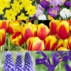 Menu Complete Spring Flower Bulb Garden 2 Menu Complete Spring Flower Bulb Garden -US Garden Plants Sales 2024 83802 product collage 2