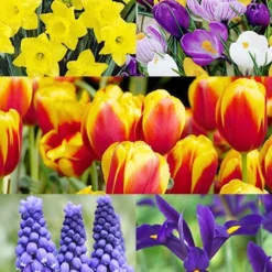 Menu Complete Spring Flower Bulb Garden