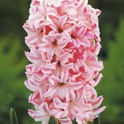 Menu Berries & Cream Hyacinth Collection 22 Menu Berries & Cream Hyacinth Collection -US Garden Plants Sales 2024 84100 fondant hyacinth 3 1