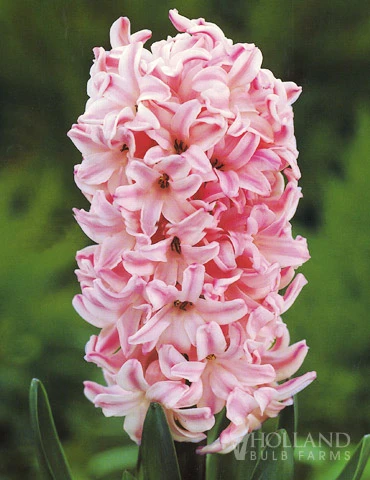 Menu Berries & Cream Hyacinth Collection 7 Menu Berries & Cream Hyacinth Collection - Image 5