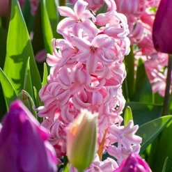 Menu Berries & Cream Hyacinth Collection 23 Menu Berries & Cream Hyacinth Collection -US Garden Plants Sales 2024 84100 fondant hyacinths 2 1