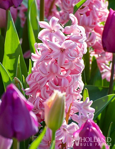 Menu Berries & Cream Hyacinth Collection 8 Menu Berries & Cream Hyacinth Collection - Image 6