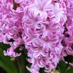 Menu Under The Tree And Blooming Collection 31 Menu Under The Tree And Blooming Collection -US Garden Plants Sales 2024 84100 fondant hyacinths 3