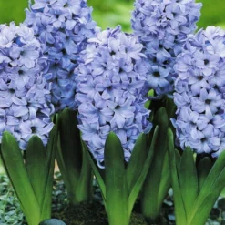 Menu Dutch Blue And White Hyacinth Collection -US Garden Plants Sales 2024 84101 delft blue hyacinth 2