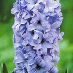 Menu Dutch Blue And White Hyacinth Collection -US Garden Plants Sales 2024 84101 delft blue hyacinth