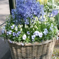 Menu Dutch Blue And White Hyacinth Collection -US Garden Plants Sales 2024 84101 delft blue hyacinth 3