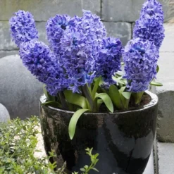 Menu Dutch Blue And White Hyacinth Collection -US Garden Plants Sales 2024 84104 blue jacket hyacinth 3