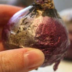 Menu Dutch Blue And White Hyacinth Collection -US Garden Plants Sales 2024 84104 blue jacket hyacinth 4