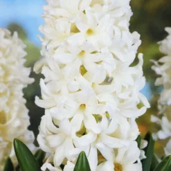 Menu Dutch Blue And White Hyacinth Collection -US Garden Plants Sales 2024 84105 aiolos hyacinth