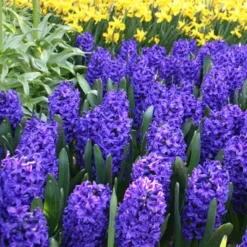 Menu Classic Beauty Spring Collection 31 Menu Classic Beauty Spring Collection -US Garden Plants Sales 2024 84110 blue jacket hyacinth 2