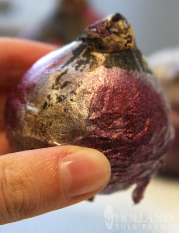 Menu Classic Beauty Spring Collection 17 Menu Classic Beauty Spring Collection - Image 15