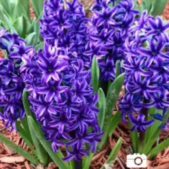 Menu Classic Beauty Spring Collection 33 Menu Classic Beauty Spring Collection -US Garden Plants Sales 2024 84110 blue jacket hyacinth 4