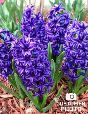 Menu Classic Beauty Spring Collection 18 Menu Classic Beauty Spring Collection - Image 16