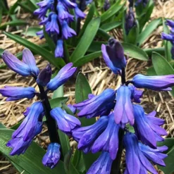 Menu Classic Beauty Spring Collection 29 Menu Classic Beauty Spring Collection -US Garden Plants Sales 2024 84110 hyacinths blue 2