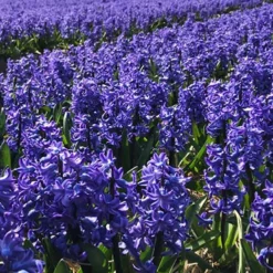 Menu Pastel Mix Hyacinth Collection -US Garden Plants Sales 2024 84110 hyacinths blue 3