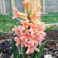 Menu Fragrant Mix Collection 32 Menu Fragrant Mix Collection -US Garden Plants Sales 2024 84113 gipsy queen hyacinth 2 2