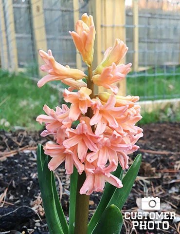 Menu Fragrant Mix Collection 17 Menu Fragrant Mix Collection - Image 15