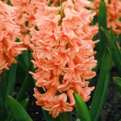 Menu Fragrant Mix Collection 33 Menu Fragrant Mix Collection -US Garden Plants Sales 2024 84113 gipsy queen hyacinth 3 2
