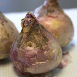 Menu Gipsy's Delight Collection -US Garden Plants Sales 2024 84113 gipsy queen hyacinth 4