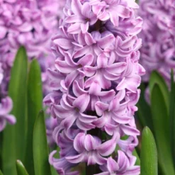 Menu Purple Pizzazz Collection -US Garden Plants Sales 2024 84117 purple pride hyacinth 1