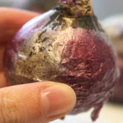 Menu Purple Pizzazz Collection -US Garden Plants Sales 2024 84117 purple pride hyacinth 2 1