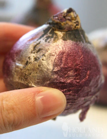 Menu Fairy Dust Hyacinth & Tulip Collection 5 Menu Fairy Dust Hyacinth & Tulip Collection - Image 3