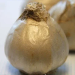 Menu Cool And Calm Blue Collection -US Garden Plants Sales 2024 84118 aiolos hyacinth 2 1