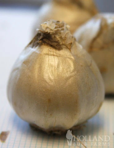 Menu Fairy Dust Hyacinth & Tulip Collection 7 Menu Fairy Dust Hyacinth & Tulip Collection - Image 5