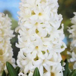 Menu Berries & Cream Hyacinth Collection 26 Menu Berries & Cream Hyacinth Collection -US Garden Plants Sales 2024 84118 aiolos hyacinth 3