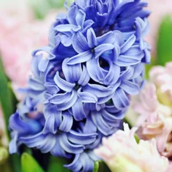 Menu Cool And Calm Blue Collection -US Garden Plants Sales 2024 84119 blue star hyacinth 1