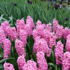 Menu Berries & Cream Hyacinth Collection 29 Menu Berries & Cream Hyacinth Collection -US Garden Plants Sales 2024 84120 pink pearl hyacinth 2