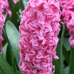 Menu Berries & Cream Hyacinth Collection 28 Menu Berries & Cream Hyacinth Collection -US Garden Plants Sales 2024 84120 pink pearl hyacinth