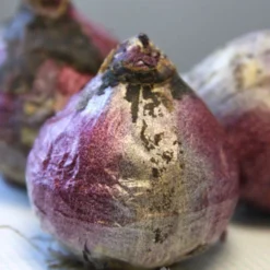 Menu Berries & Cream Hyacinth Collection 30 Menu Berries & Cream Hyacinth Collection -US Garden Plants Sales 2024 84120 pink pearl hyacinth 3