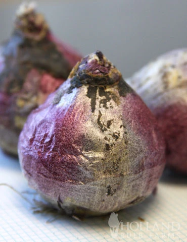 Menu Berries & Cream Hyacinth Collection 15 Menu Berries & Cream Hyacinth Collection - Image 13