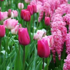 Menu Berries & Cream Hyacinth Collection 31 Menu Berries & Cream Hyacinth Collection -US Garden Plants Sales 2024 84120 pink pearl hyacinth 4