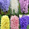 Menu Pastel Mix Hyacinth Collection -US Garden Plants Sales 2024 84122