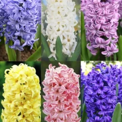 Menu Pastel Mix Hyacinth Collection